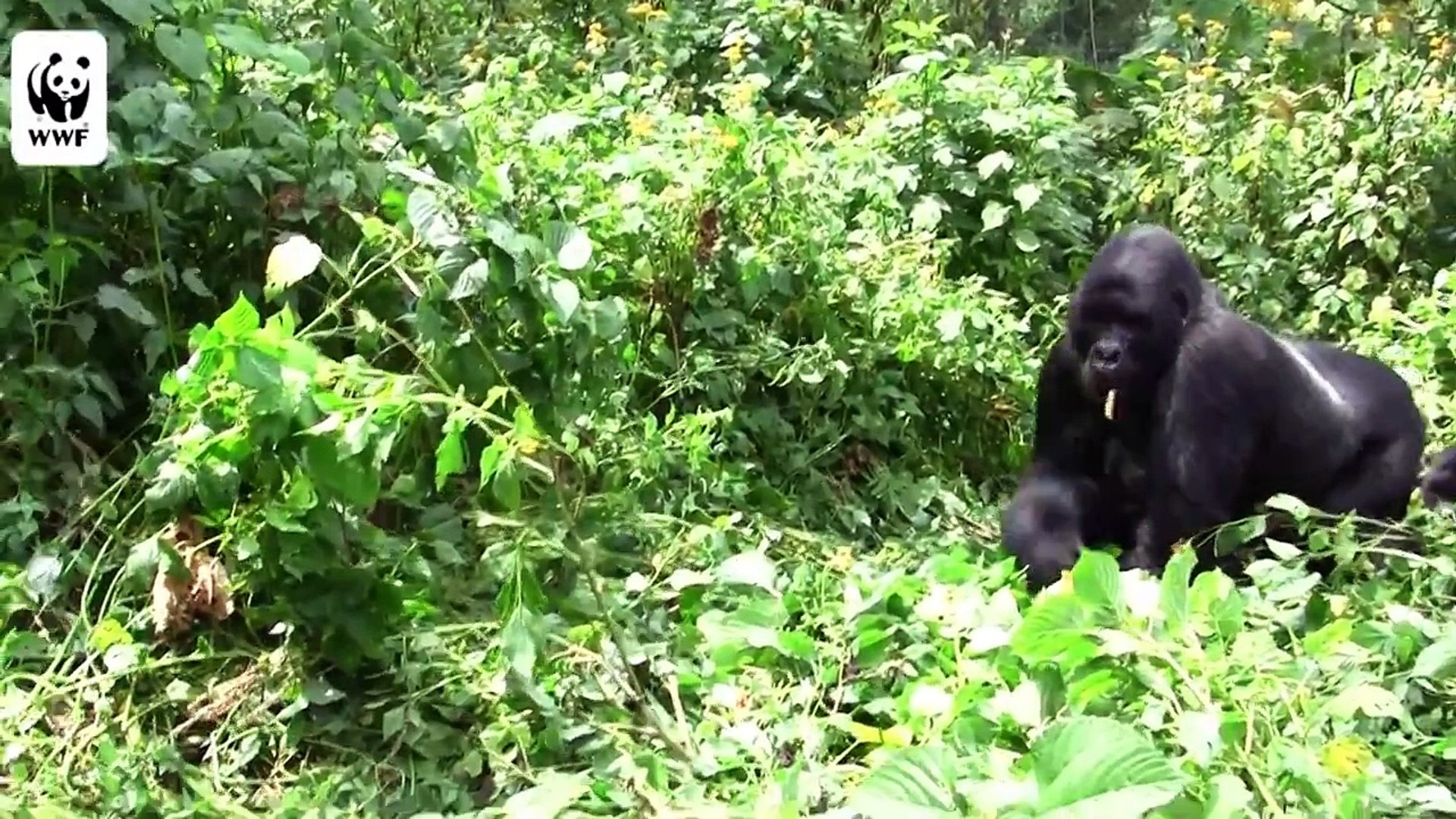 Gorillaer i Virunga