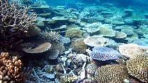 Best Snorkeling Australia Great Barrier Reef