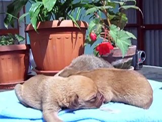 Cachorritos abandonados 08 de Junio