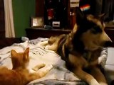 Alaskan Malamute Puppy plays with Cat