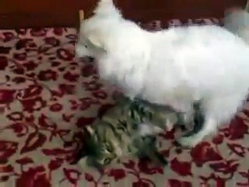 Как кошка с собакой занимаются сексом.mp4