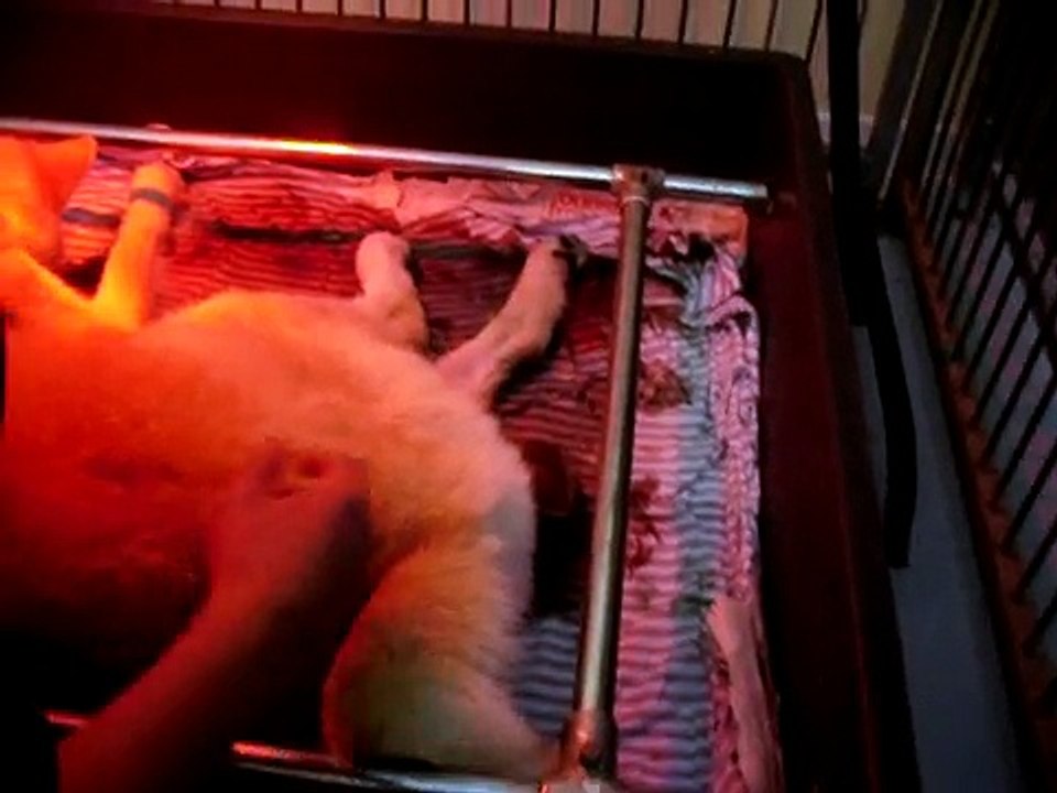 Akita Inu: Birth an Akita puppy #1 (Sensei's litter 22-09-2010 "O Chanur" Kennel)