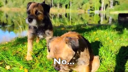 Autumn Tricks! performed by the Borderterriers Mira & Rut