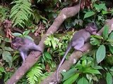 Monkey Forest Ubud - Bali - Indonesia