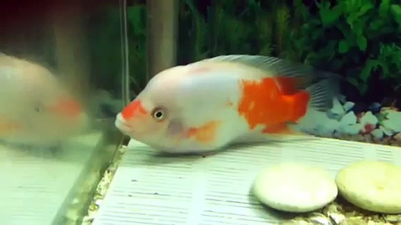 Midas cichlid(Male)