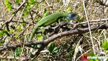 LACERTA VIRIDIS green lizard NATURE CAPTCHA
