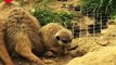 Baby Meerkats at Battersea Zoo