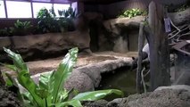 水に入るマレーバク ワカバ~Malayan Tapir