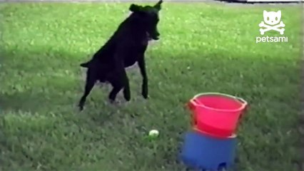 Dog Loves Automatic Ball Throwing Machine