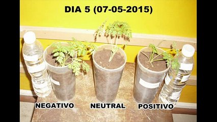 Experimento con plantas, influencia de la energía en las palabras y la música