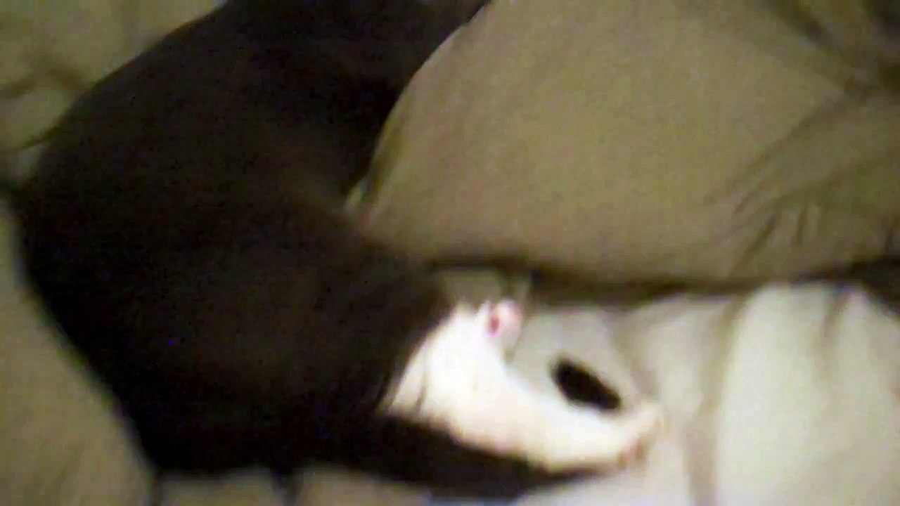 Meesha the Red Nose Kitty