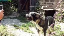 Армянский волкодав - гампр , Armenian Wolfhound Gampr