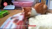 Cat trying to steal fried chicken - Epic Fail! [My Pet TV]