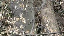 Red-shouldered Hawk Harassing Barred Owl in Slow Motion - Hamilton County, Ohio, USA