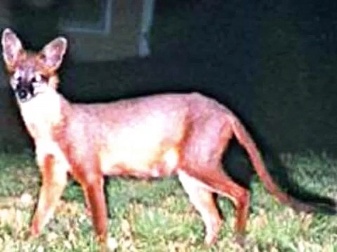 Cryptids/Unknown Creatures