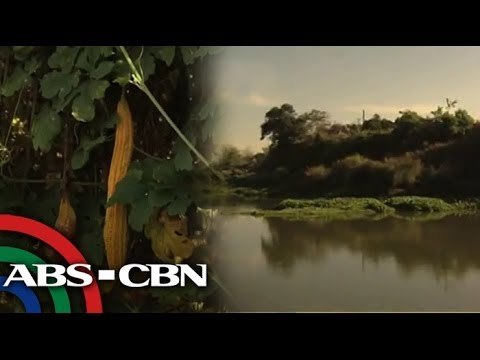 Intense heat threatens crops in Bulacan, Pangasinan