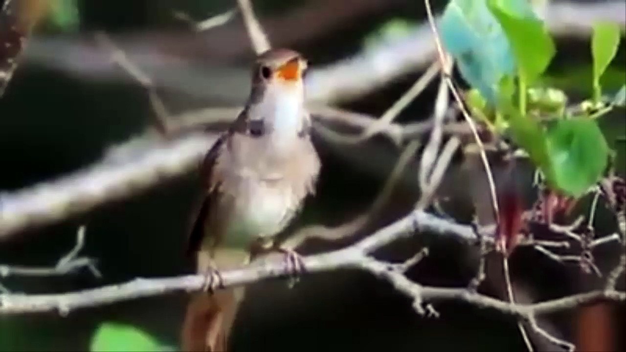 O belo canto de um passaro