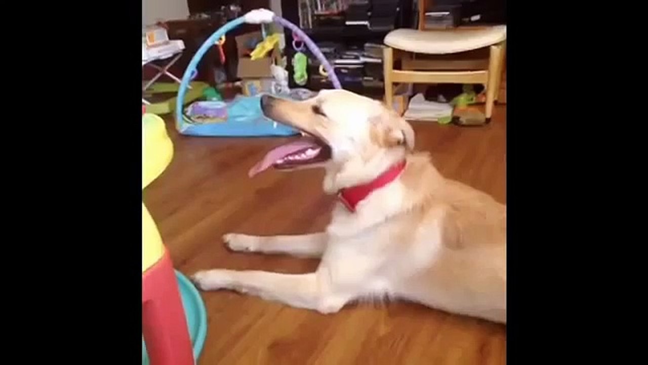 38 Seconds of Panting Dogs (Vine Compilation) (HD)