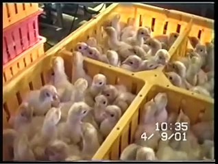 L214 : couvoir de poules pondeuses, broyage des poussins.