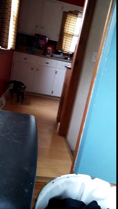 My cat plays fetch better than my dog