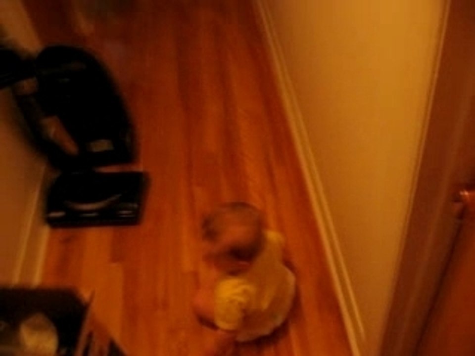 Maxence et les chats