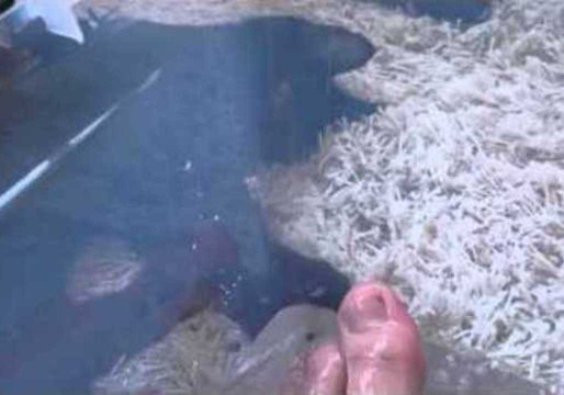 Cat Tries to Save Owner's Feet From the Bath