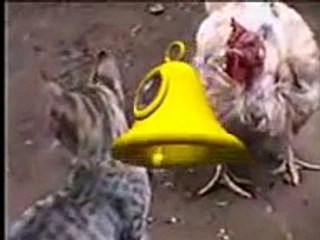 Gato Vs Gallina La Pelea Del Siglo