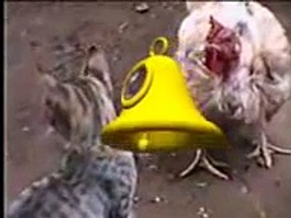 Gato Vs Gallina La Pelea Del Siglo