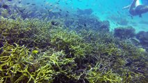 GoPro: Scuba Diving in Tioman Island