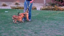 Belgian Malinois puppies - Blue Litter 14 weeks old