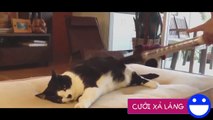 Funny animals - funny videos: funny cats and dogs - funny fails - Part #R#