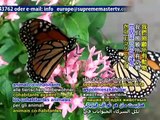 NOTICIAS ECOLOGICAS! Mariposas, Abejas, Peces: EXTINCION