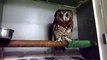 Rescued Baby owl loves getting tickled! Funny animals
