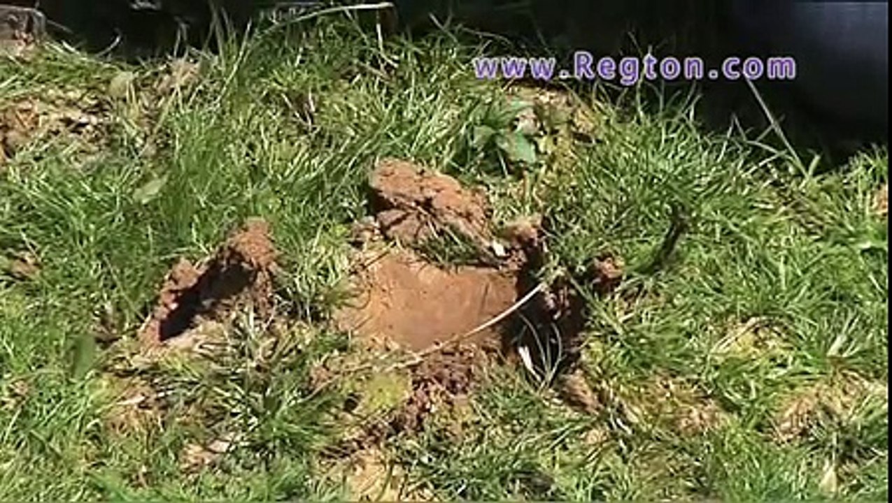 XP Goldmaxx Power Metal Detector from Regton, Norfolk Wolf