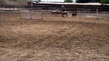 Pit Bull Puppy Sheep Herding (6 Months Old)