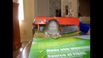 Caring For Rats: Entertaining Pet Rats
