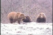 Throwing Meat at Grizzly Bears in Alaska