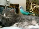 Funny video!! Parrot annoys cat! So sweet
