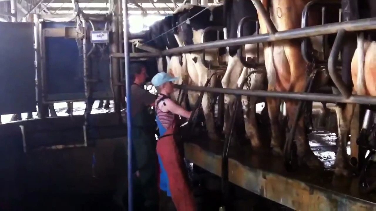Milking cows in Aus