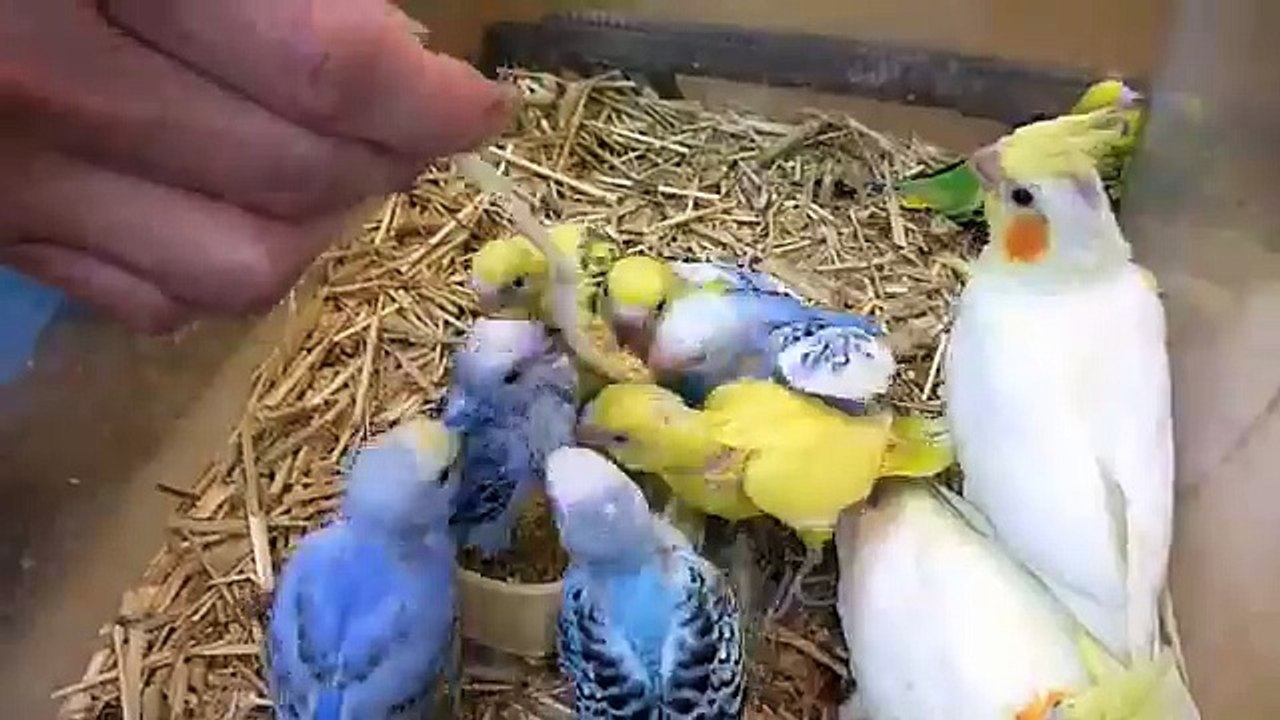 インコ09 05 08