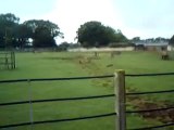 Rhino chasing a train at whipsnade zoo