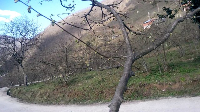 ürün budaması ikinci örnek dalı şubat ayı 2015