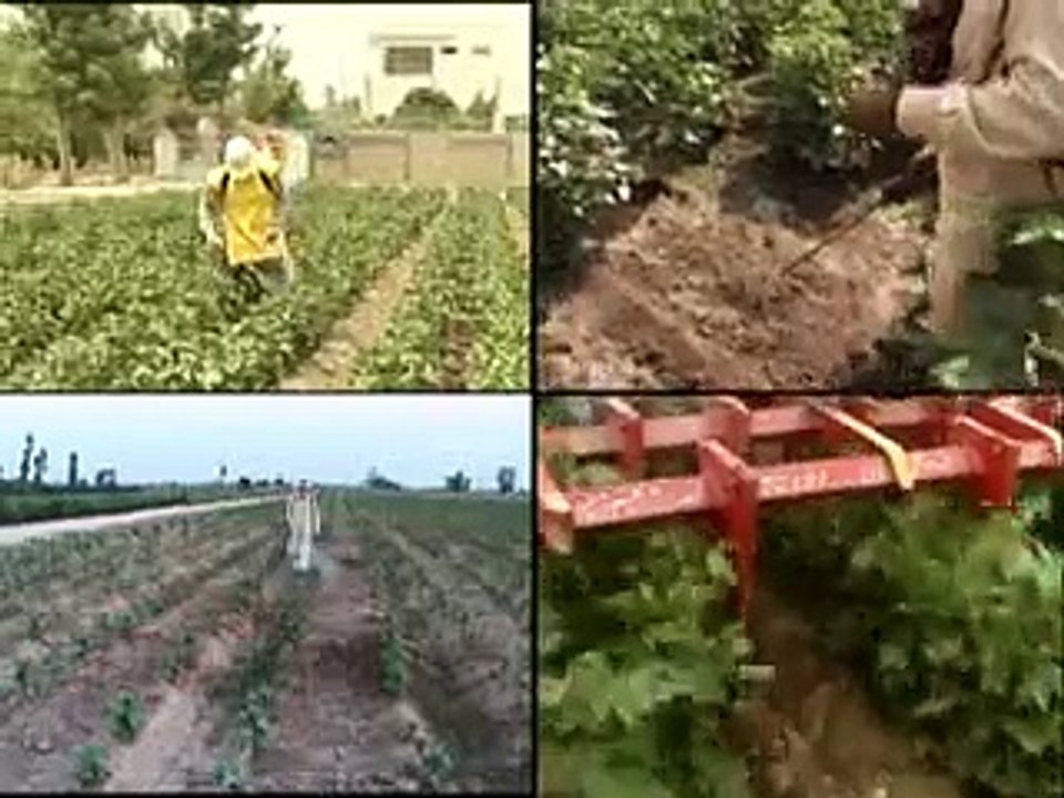Cotton Jarri Botiyooo ki talfi 14-05-15