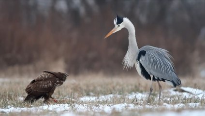 Şahin ve Gri Balıkçıl Yemek İçin Karşı Karşıya Geldi