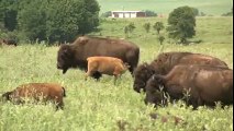 OETA Story on Tall Grass Prairie and the wild Buffalo in Pawhuska, Oklahoma aired on 07/09/10