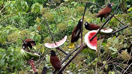 Montezuma Oropendolas (Psarocolius montezuma)