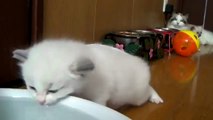 Sweet kittens gets afraid of water