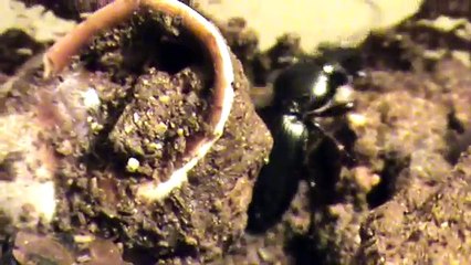 coleóptero ( Carabidae) gran devorador de gusanos y otros artrópodos blandos