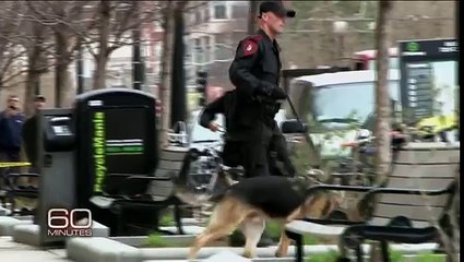 Sniffing Out Bombs Americas most elite dogs