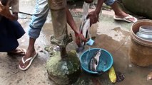 Cambodian Traditional Countryside Meal - washing the mudfish